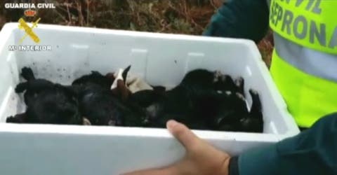 Reaniman a 5 cachorros de días de nacidos abandonados junto a un contenedor de basura en Galicia