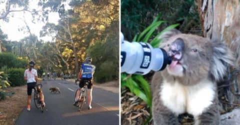 Este ciclista jamás pensó que terminaría su ruta salvando la vida de un pobre koala deshidratado