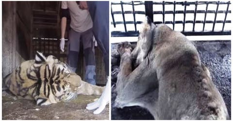 Rescatan a un tigre y dos leones en deplorables condiciones en un circo de Murcia