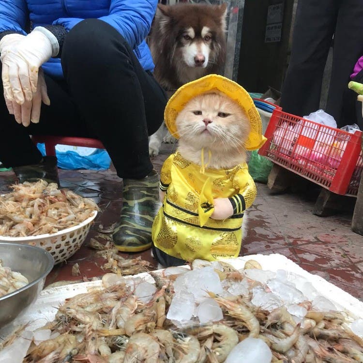 Chaleco estoy de acuerdo Desafortunadamente El gato que se llama "Perro" y vende pescado en un mercado enloquece las  redes - Viralistas.com