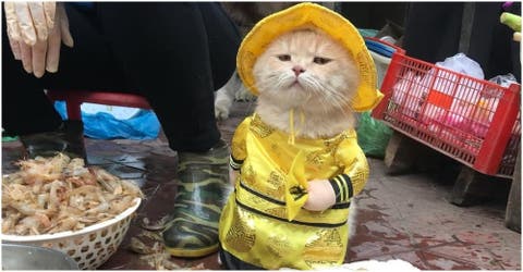 El gato que se llama «Perro» y vende pescado en un mercado enloquece las redes