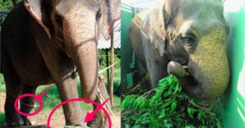 Una elefante vive 53 años atrapada en un circo… Pero la vida finalmente le sonríe