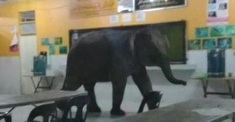 Un elefante se ve en la alarmante necesidad de irrumpir en una escuela buscando comida