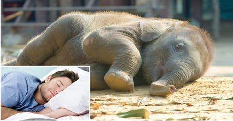 Estudian el patrón de sueño de los elefantes y encuentran pistas para entender el del ser humano