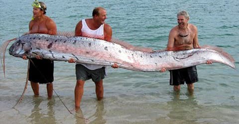 Una impresionante criatura marina causa desconcierto y terror en turistas de playas peruanas