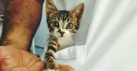 El mundo sería un mejor lugar si todos tuviéramos un gatito como estos en nuestro bolsillo