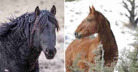 La tierna reacción de un caballo salvaje al reencontrarse con su compañera que daba por perdida