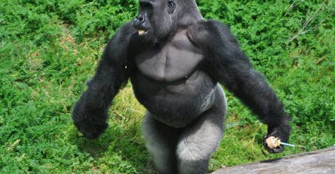 Un gorila «evoluciona» frente a los ojos de sus cuidadores y causa furor en la red