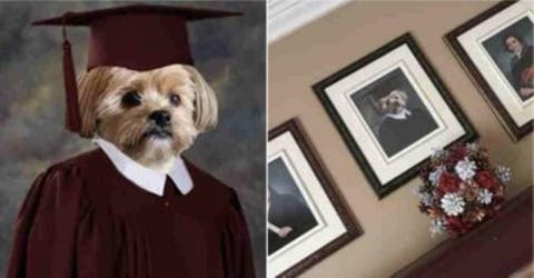 Hacen a su perro su propia foto de graduación…  para que no se sienta excluído