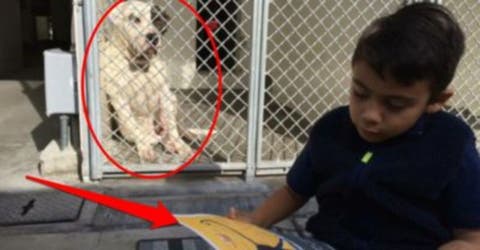 Un pequeño con autismo tiene un maravilloso gesto con los perros de su refugio local –CONMOVEDOR
