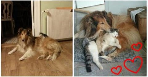 Esta perrita acoge a un nuevo hermano y desde el primer día altera su vida… y su sueño