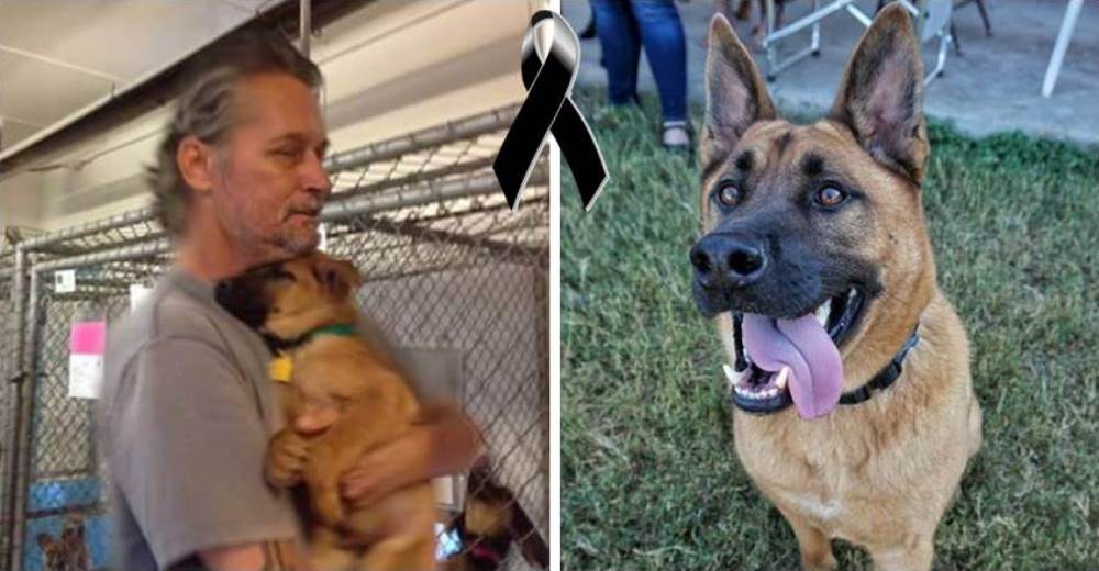 Adoptan al perro que presenció la muerte de su padre, pero a él tampoco le quedaba mucho tiempo Adoptan al perro que presenció la muerte de su padre, pero a él tampoco le quedaba mucho tiempo
