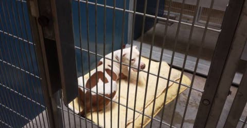 Mickey, el perro bulldog que fue injustamente condenado a cadena perpetua