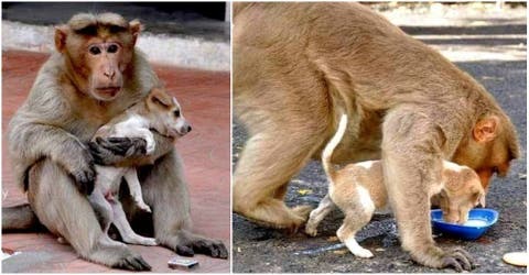 Un mono adopta un perrito de la calle en la India y los vecinos se conmueven de su amor paternal