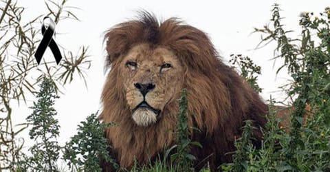 Muere envenenado un león en zoológico británico considerado como «el peor» del país