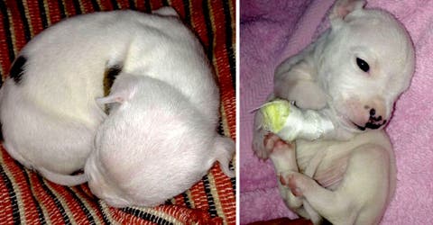 Su madre se comió su patita… pero este cachorro encontró una nueva y peculiar familia