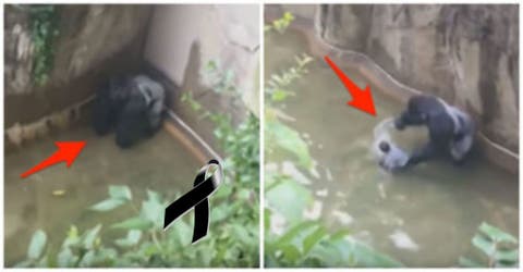 Un niño se cae en la jaula de un gorila y la medida que tomó el zoológico fue matar al animal…
