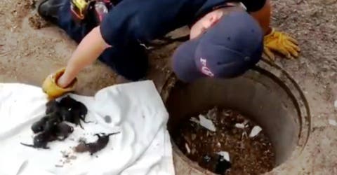 Bomberos rescatan 8 cachorritos de una alcantarilla, pero después descubren que no eran perros