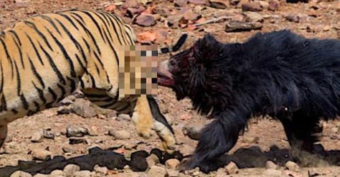 Graban una pelea entre un tigre y una osa que causa furor en las redes – IMPRESIONANTE