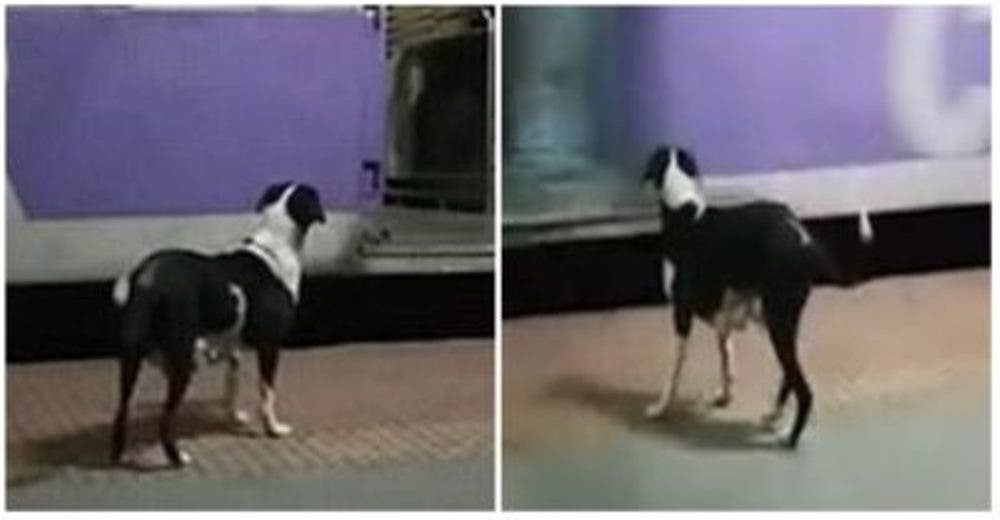 La desgarradora escena de la perrita que espera noche tras noche al mismo tren La desgarradora escena de la perrita que espera noche tras noche al mismo tren