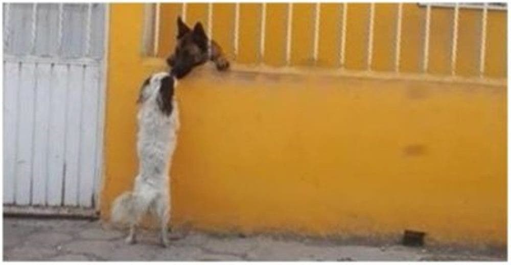 Una perrita protagoniza el más romántico gesto con su «amado» que está al otro lado de la reja Una perrita protagoniza el más romántico gesto con su «amado» que está al otro lado de la reja