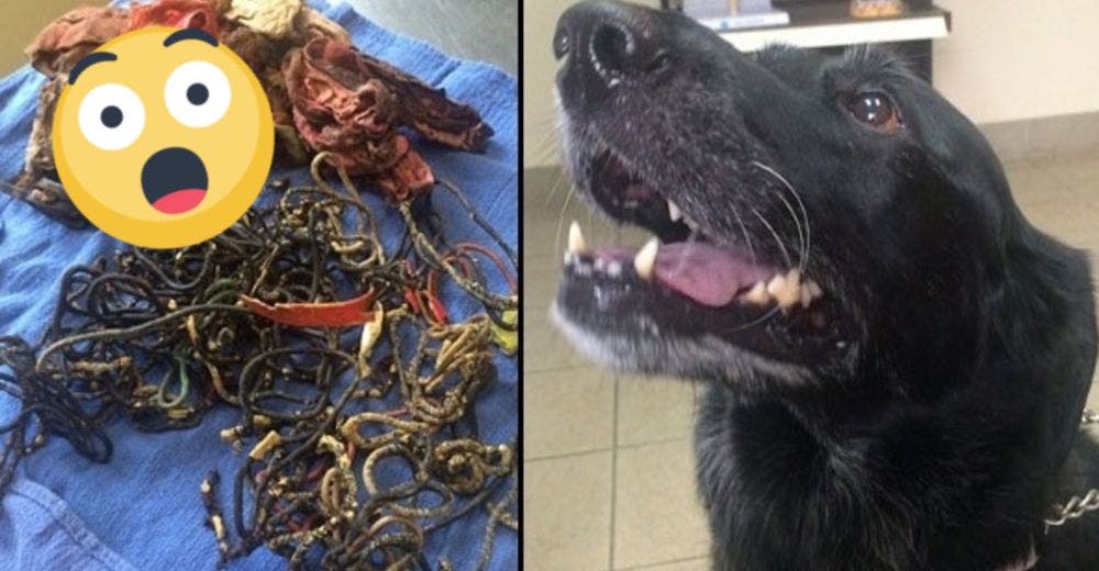 Así encontraron 62 pulseras y 8 prendas de ropa interior en el estómago de un labrador Así encontraron 62 pulseras y 8 prendas de ropa interior en el estómago de un labrador