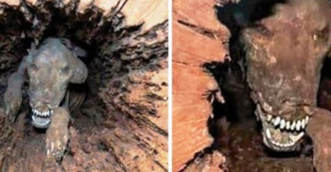 La verdad del hallazgo del perro momificado atrapado dentro de un árbol desde hace 50 años 