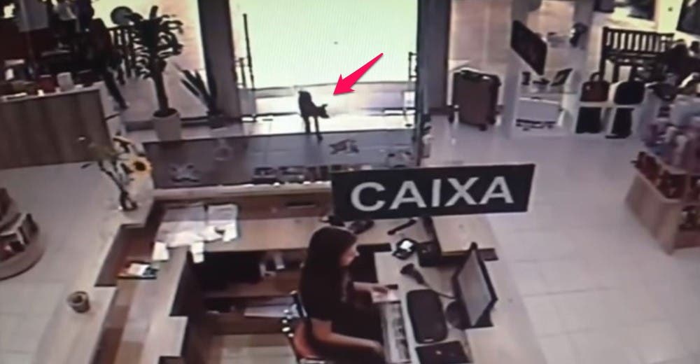 Las redes se conmueven con el perro solitario que roba un libro sobre el «abandono» Las redes se conmueven con el perro solitario que roba un libro sobre el «abandono»