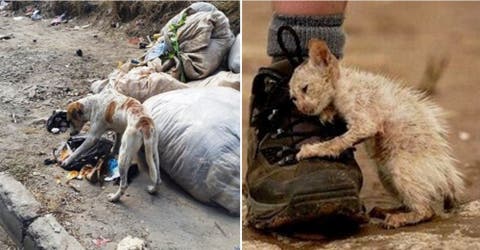 Una petición permitirá que en España las tiendas de mascotas solo vendan animales abandonados