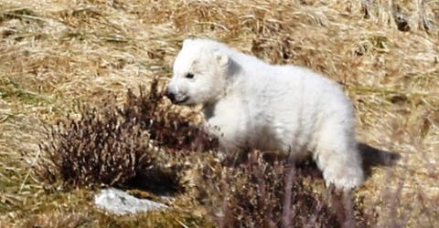 Revelan imágenes de la primera aparición del oso polar que nació en el Reino Unido tras 25 años