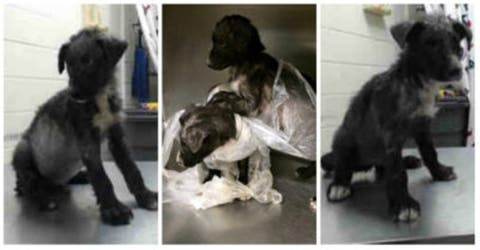 Abandonan a dos perritos atados y dentro de una bolsa de plástico en un hospital