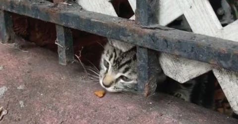 Rescatan a un gatito de un bote de basura, pero no entendían por qué no dejaba de maullar