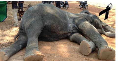 Su corazón no pudo resistir más – Esta noble elefanta murió trabajando