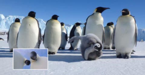 Dos pingüinos de la Antártida encuentran una cámara y su selfie perfecto causa revuelo en la red