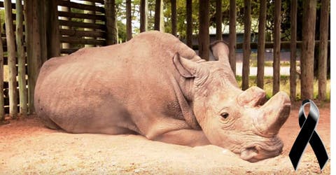 Muere Sudán, el último macho de rinoceronte blanco del norte que existía en el mundo
