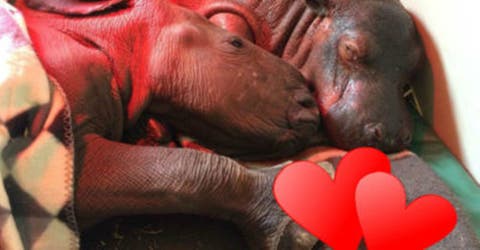 Un hipopótamo bebé enfermo le salva la vida a una rinoceronte de días de nacida