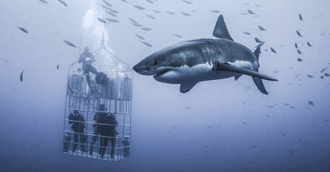 Impactante momento en que un tiburón blanco de 2 toneladas asecha a un minúsculo grupo de buzos