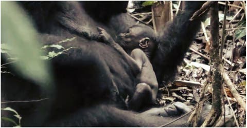 Graban el raro caso de una mamá gorila salvaje cuidando de su bebé de horas de nacido