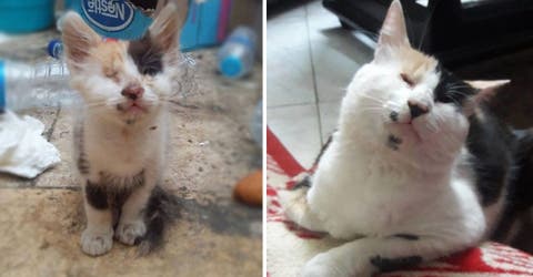 Salva a una gatita ciega al borde de la muerte, pero después descubre que su condición era peor