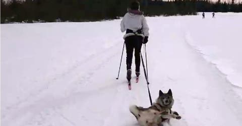 Un perrito en Noruega enloquece en la red por su particular forma de pasear en la nieve