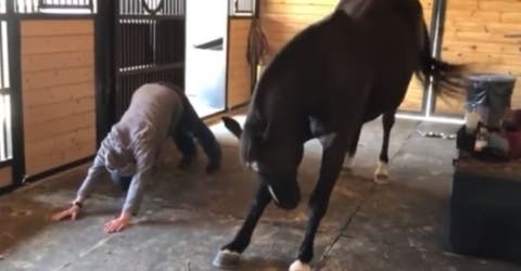 Este caballo causa revuelo por su espectacular flexibilidad al practicar yoga junto a su dueña