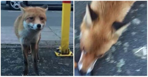 Un zorro es grabado por un hombre en la calle… Y enamora a toda la red por su astucia