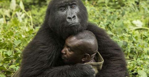 El genuino abrazo de una gorila y su cuidador que emociona al mundo entero