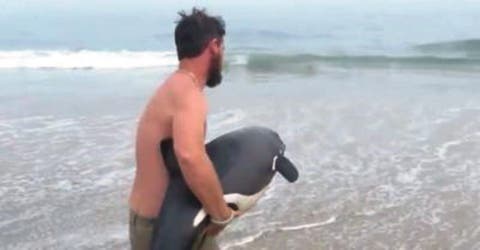 Increíble momento en que un joven salva a un bebé delfín en la playa