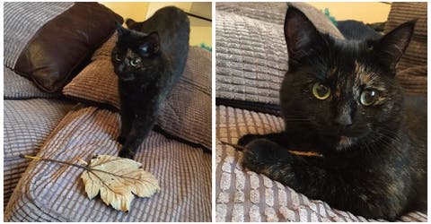 Una adorable gatita caza hojas gigantes como ofrenda para su dueño cada mañana