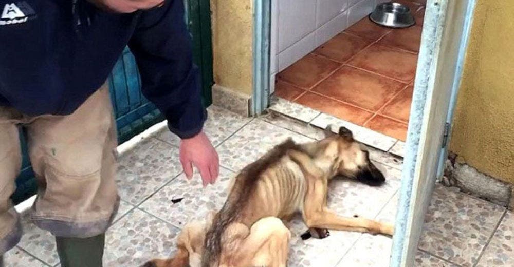 Rescatan a una perrita convertida en «piel y huesos» a punto de morir de hambre Rescatan a una perrita convertida en «piel y huesos» a punto de morir de hambre