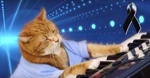 Muere Keyboard Cat, el famoso gato que cautivó las redes con su habilidad para tocar el piano