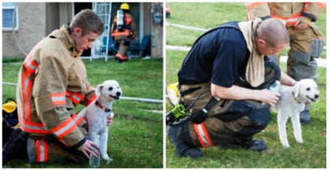 Este perro demuestra su agradecimiento al heróico bombero que lo salvó – Conmovedor