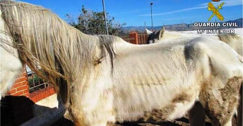 Siete caballos son encontrados en las condiciones más deplorables en una finca en España