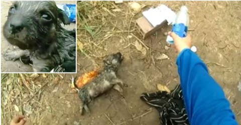 Encuentra a un cachorro ahogado en la orilla de un río y lo resucita con respiración boca a boca